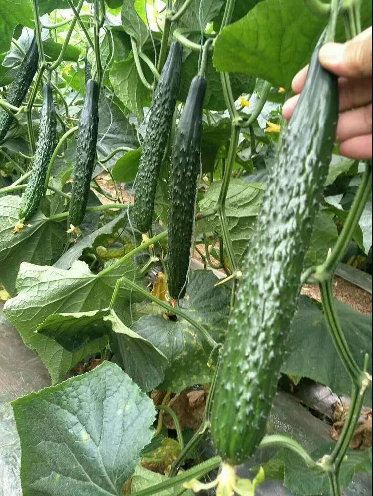 倍诺植保-大棚黄瓜重点防治三病一虫!